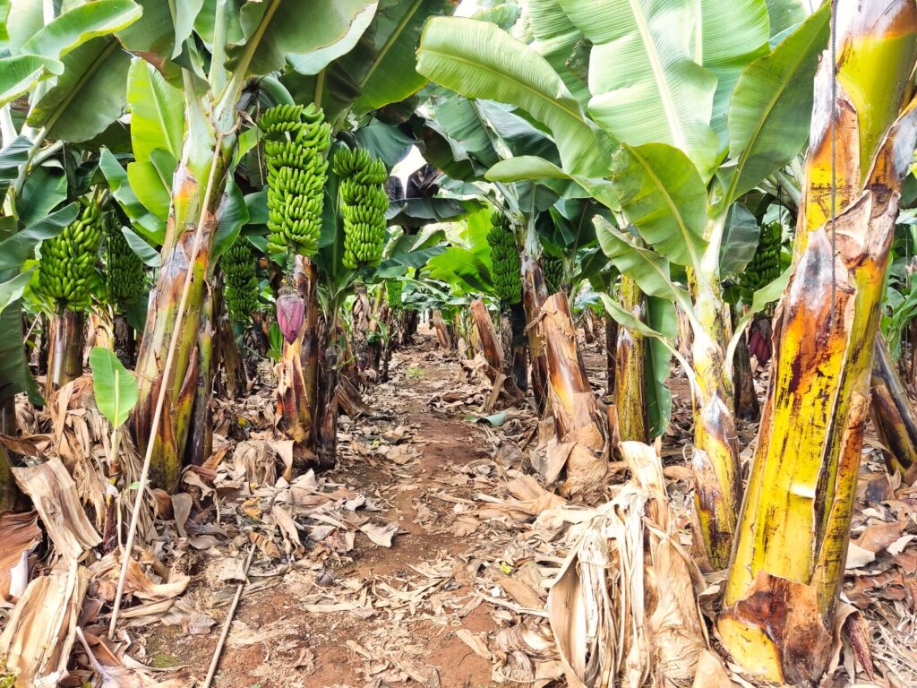 Banana Plantation tenerife with kids (3)