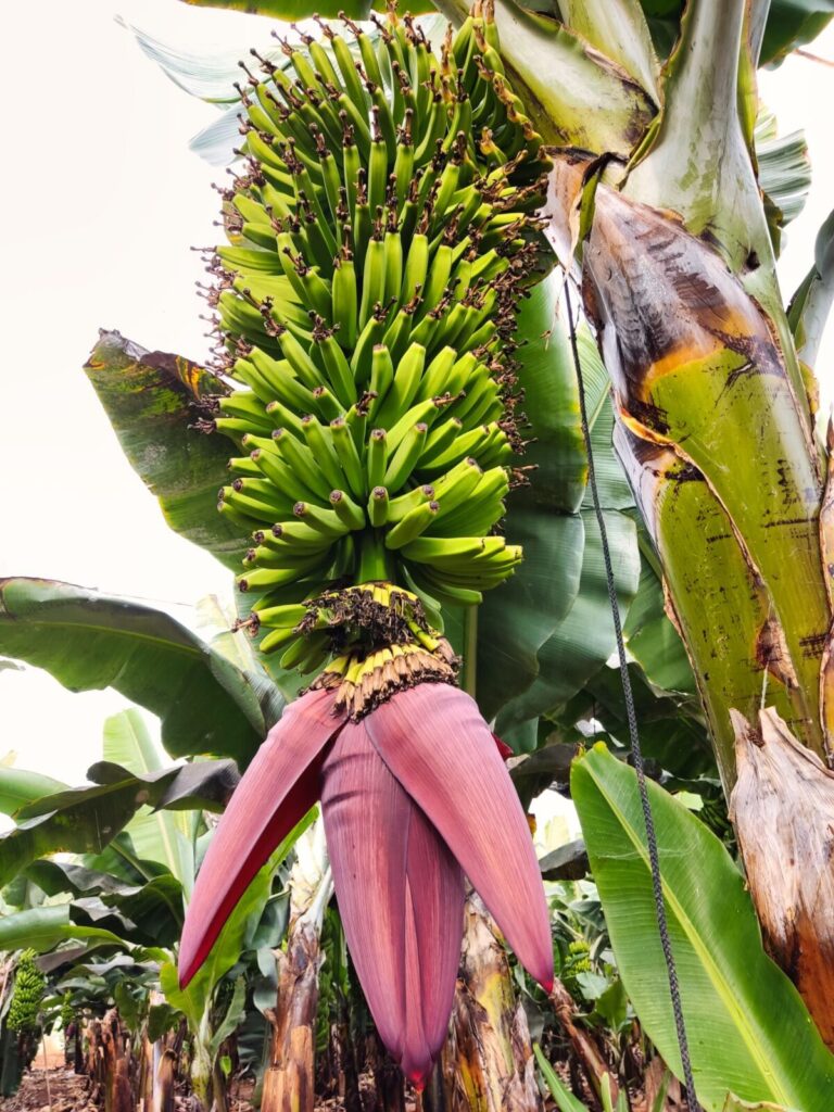 Banana Plantation tenerife with kids (6)