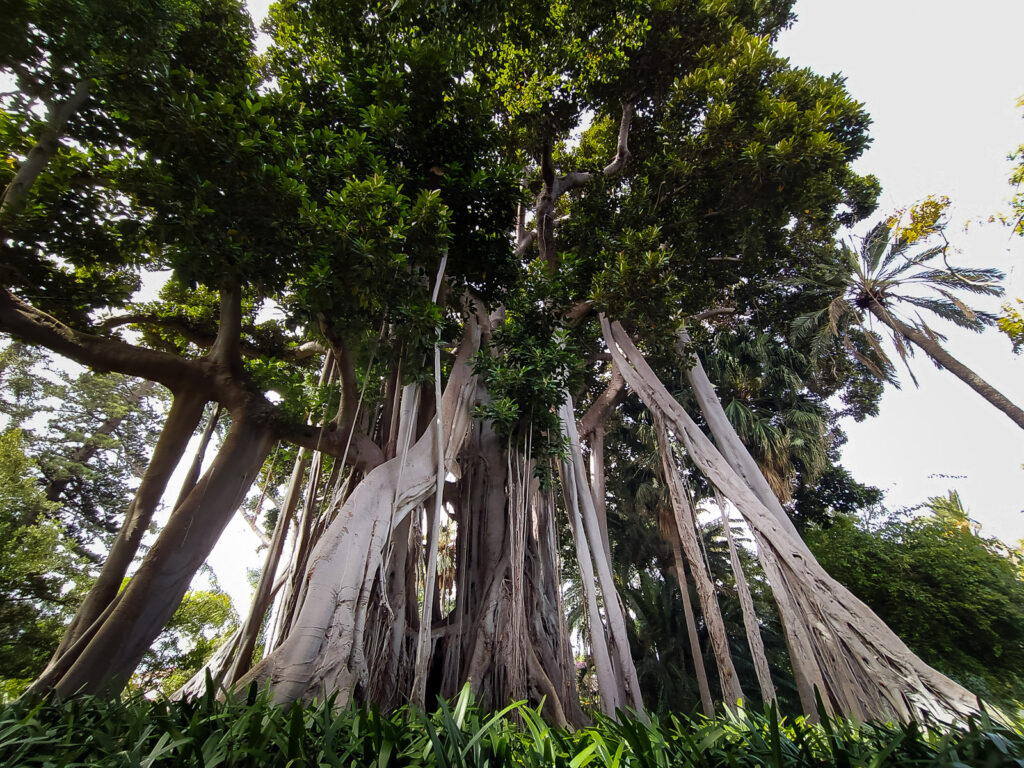 Botanical Garden tenerife with kids (3)