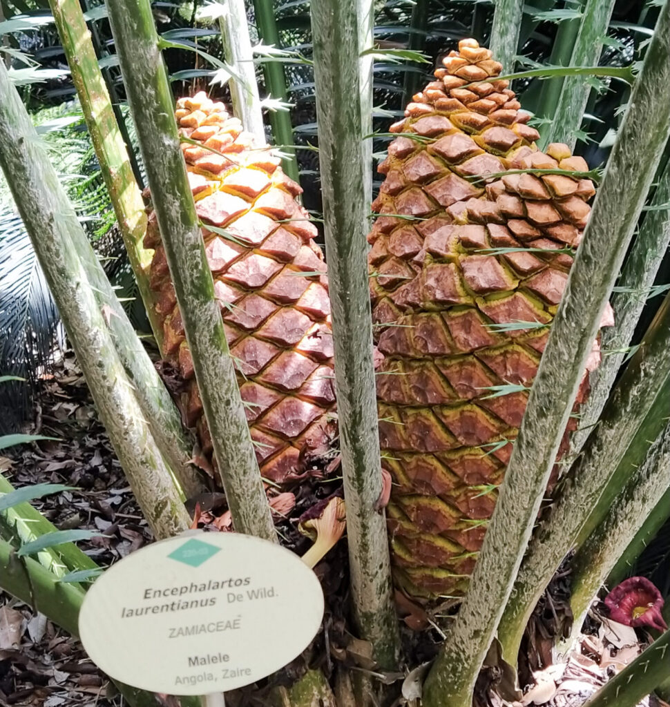 Botanical Garden tenerife with kids (5)
