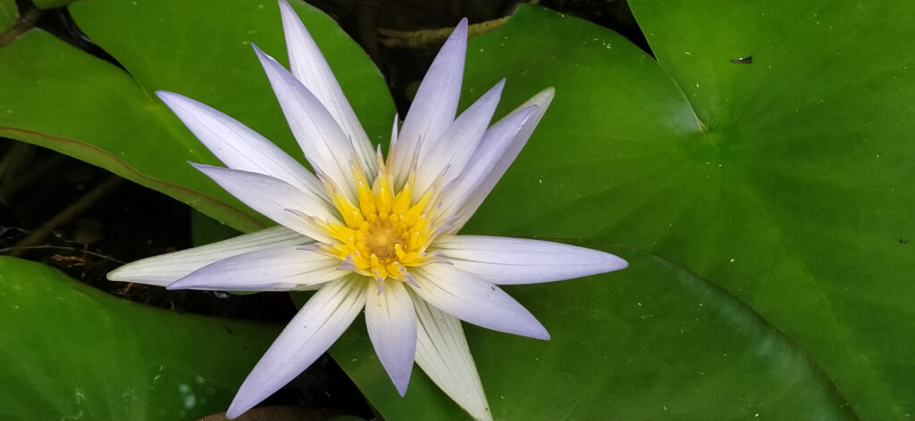 Botanical Garden tenerife with kids (9)