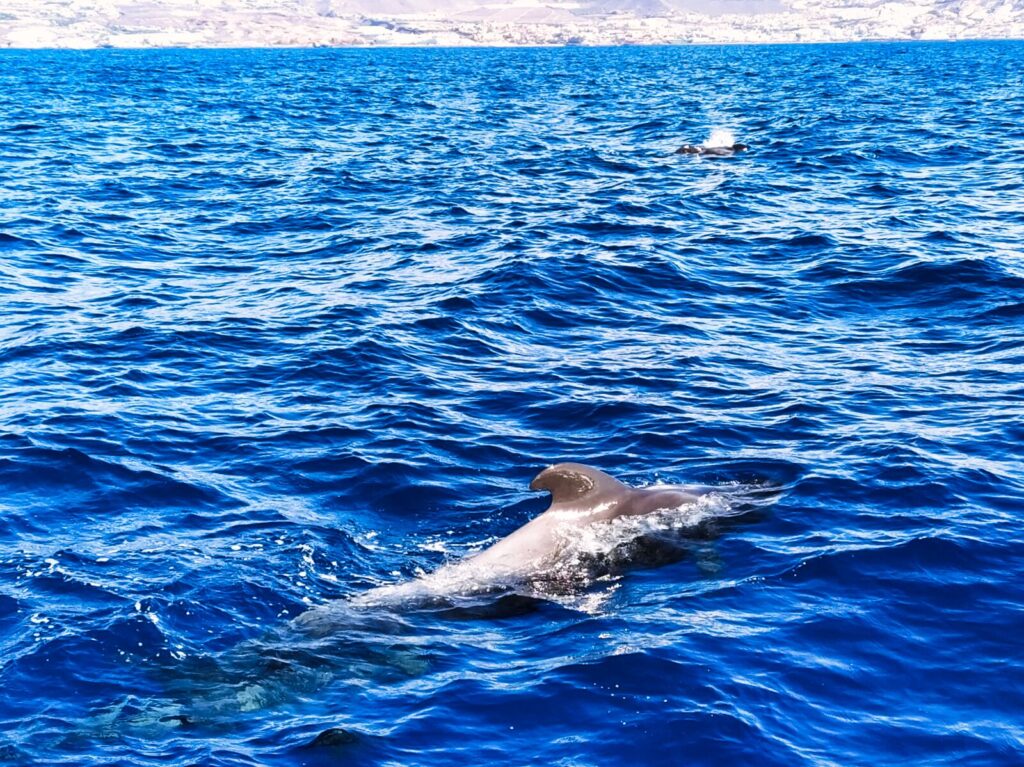 Dolphin and Whale Watching Tours tenerife with kids (1)