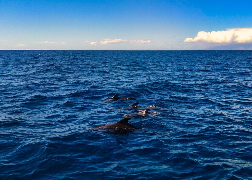 Dolphin and Whale Watching Tours tenerife with kids (12)