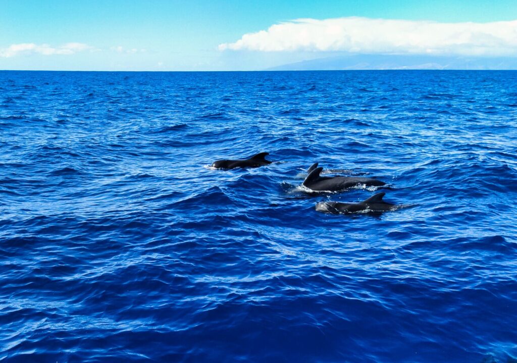 Dolphin and Whale Watching Tours tenerife with kids (13)