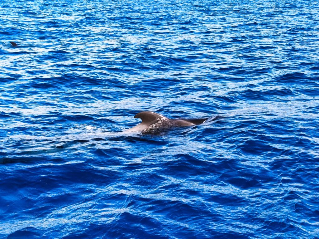 Dolphin and Whale Watching Tours tenerife with kids (14)