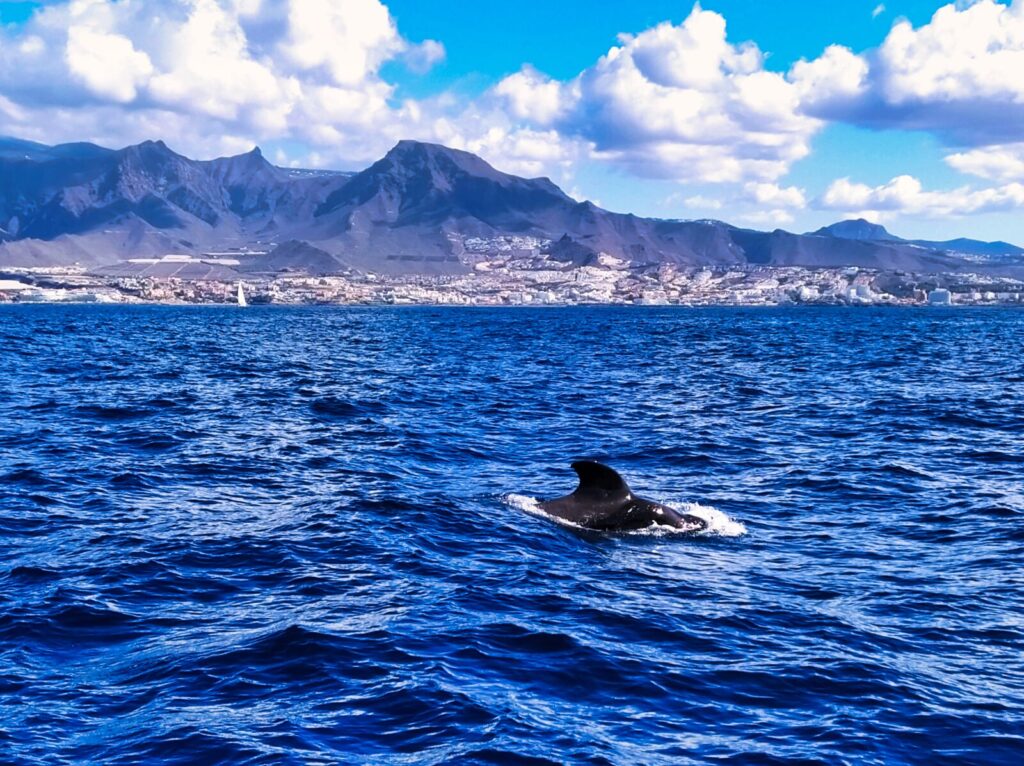 Dolphin and Whale Watching Tours tenerife with kids (8)