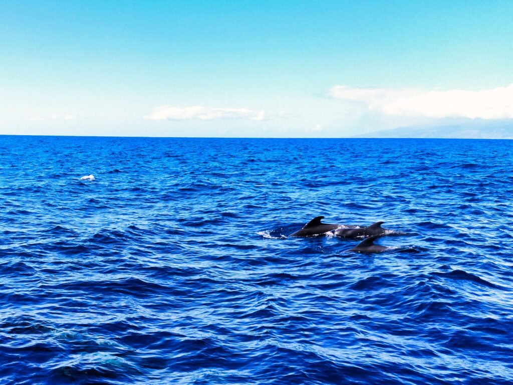 Dolphin and Whale Watching Tours tenerife with kids (9)