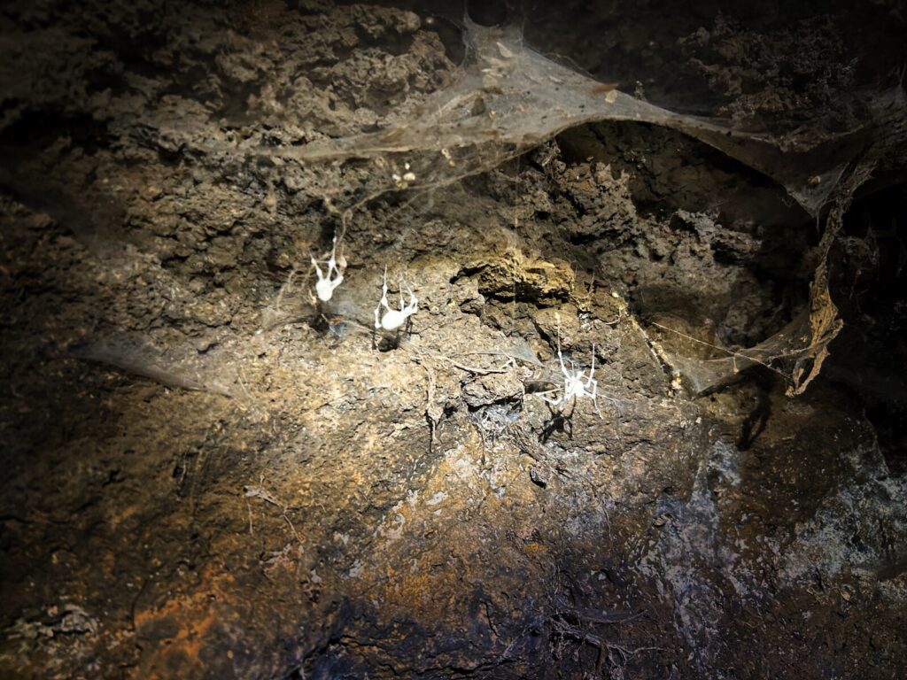 La Cueva del Viento tenerife with kids (4)