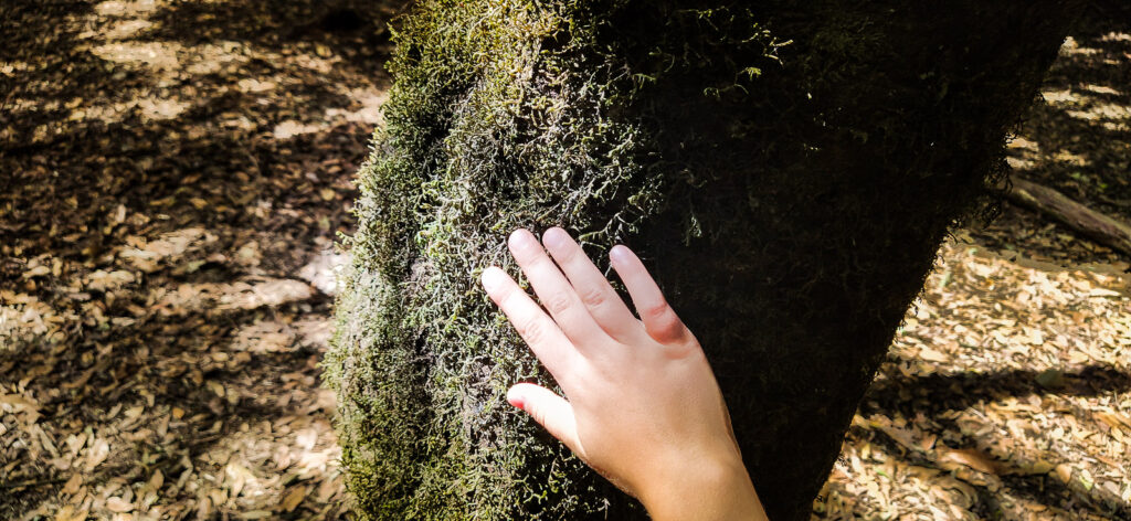 Sendero de los Sentidos tenerife with kids (14)