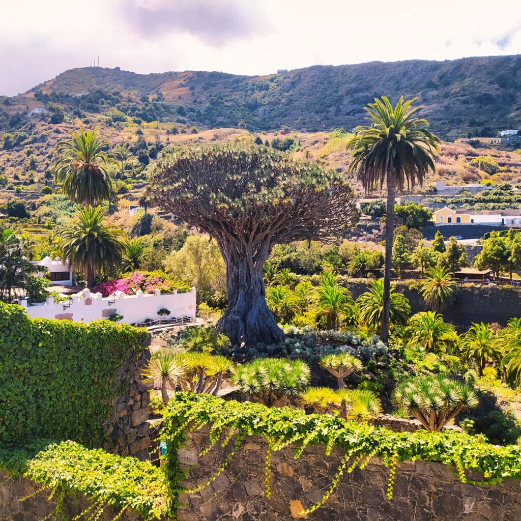 dragon tree tenerife with kids (3)
