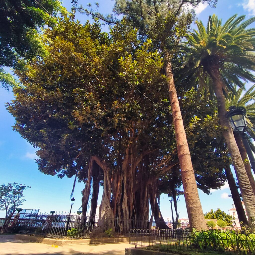 dragon tree tenerife with kids (5)