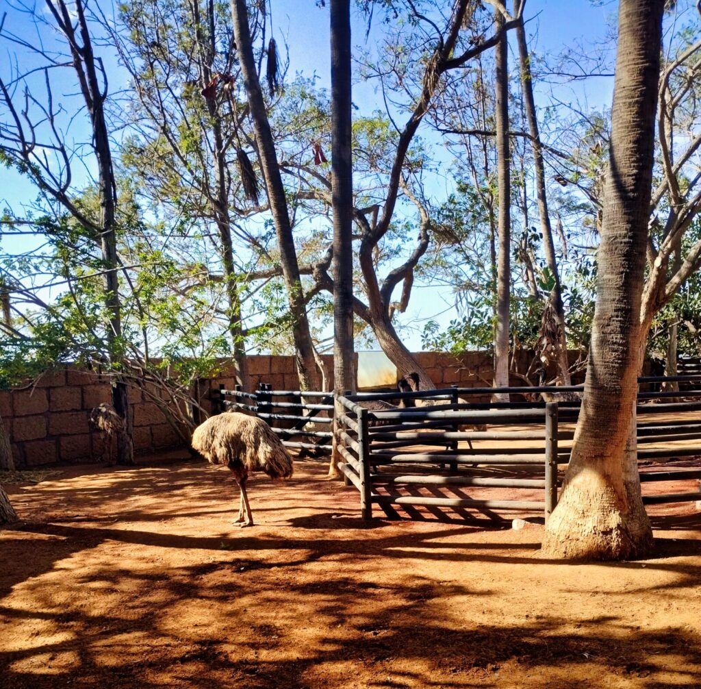 jungle park tenerife with kids (3)