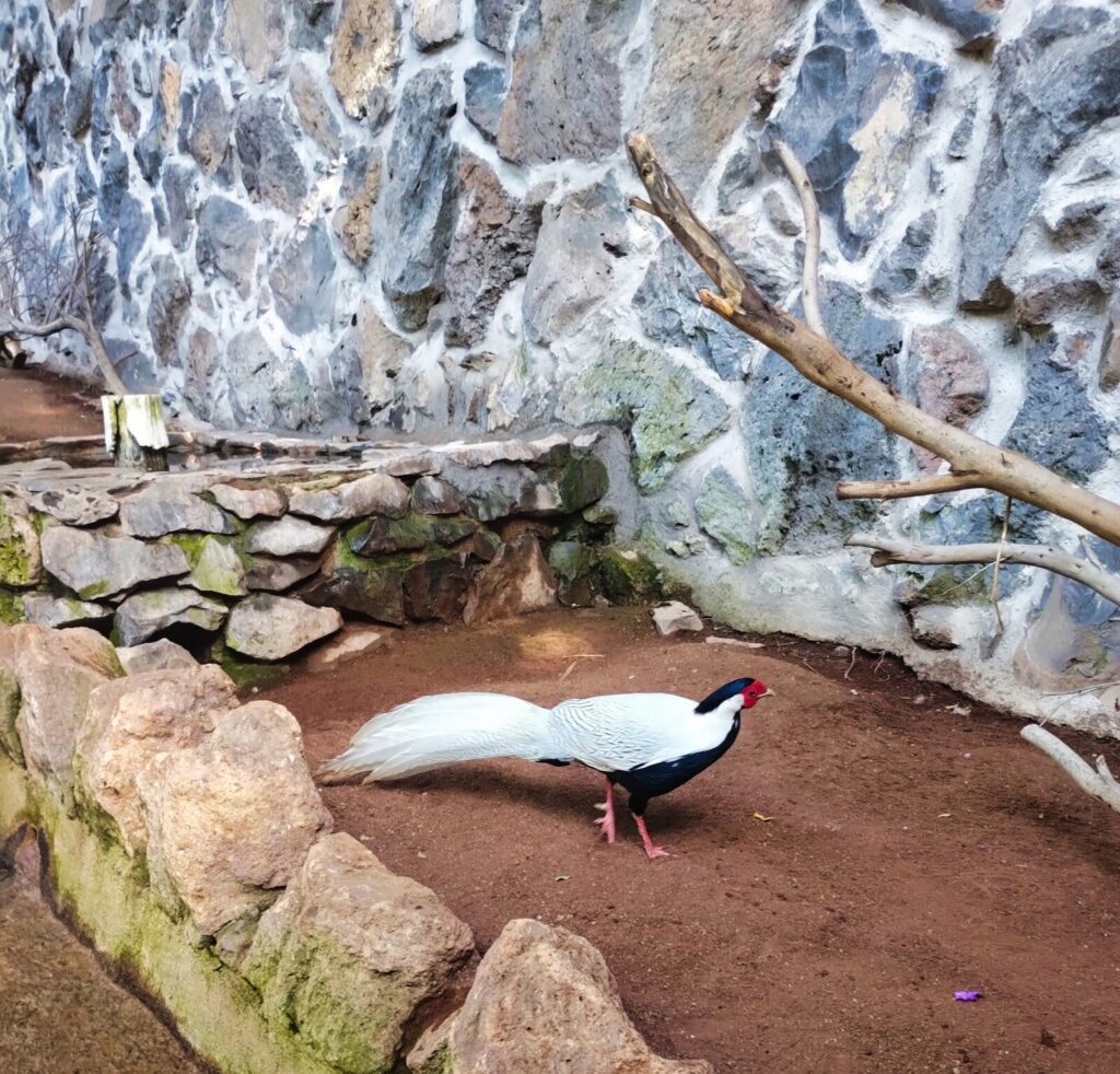 jungle park tenerife with kids (5)