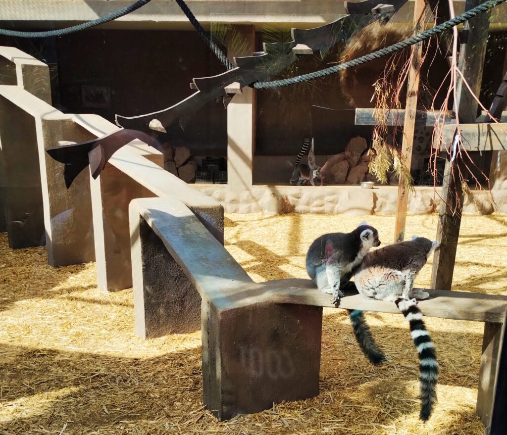 jungle park tenerife with kids (6)