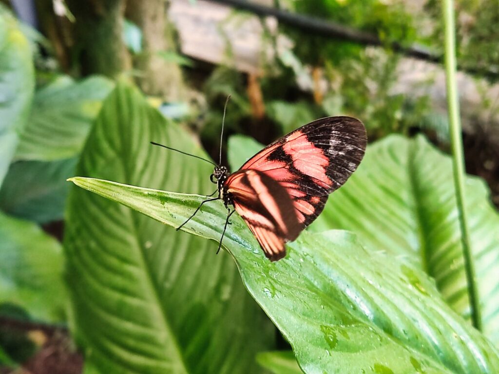 mariposario tenerife tenerife with kids (10)