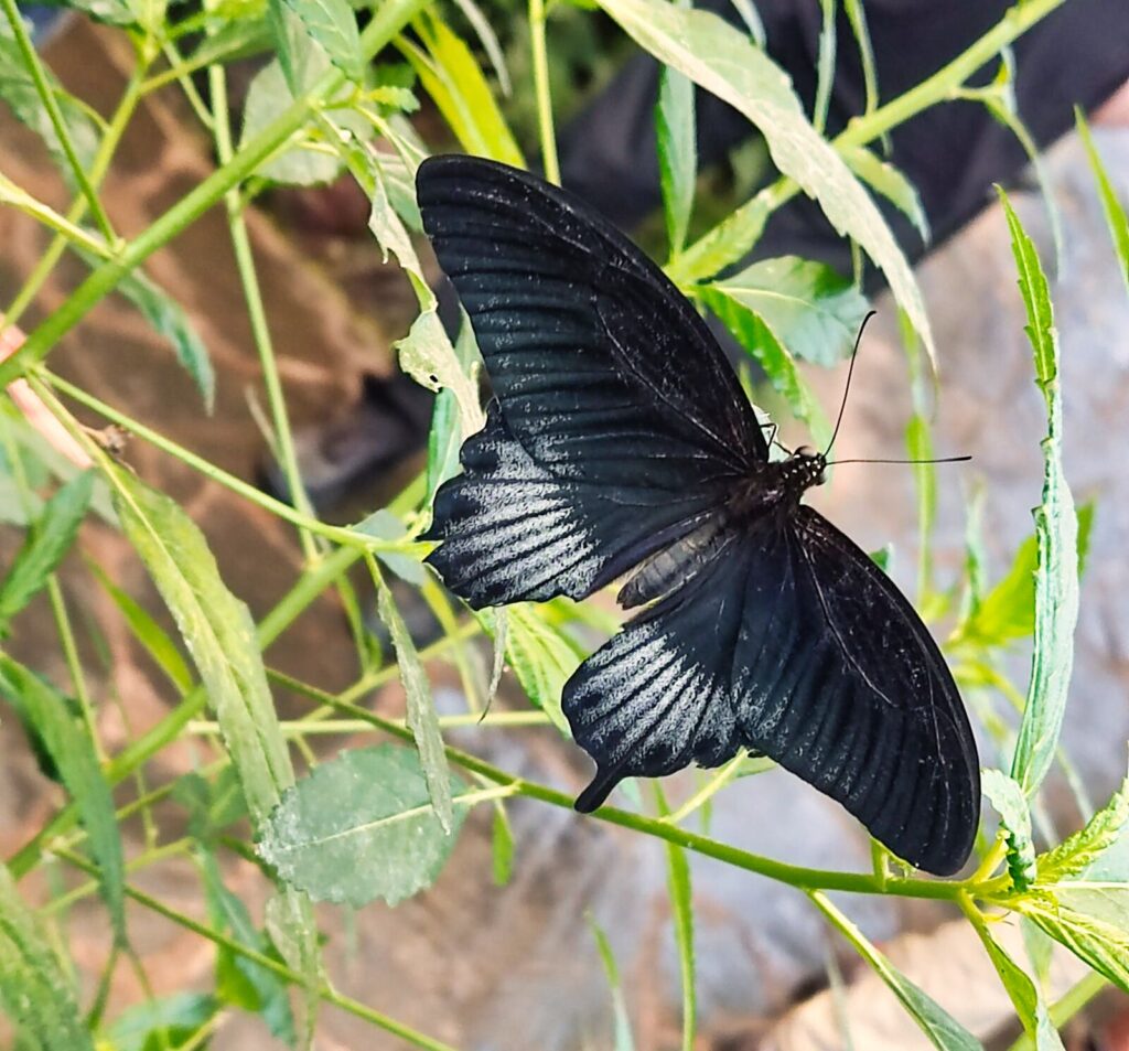 mariposario tenerife tenerife with kids (12)