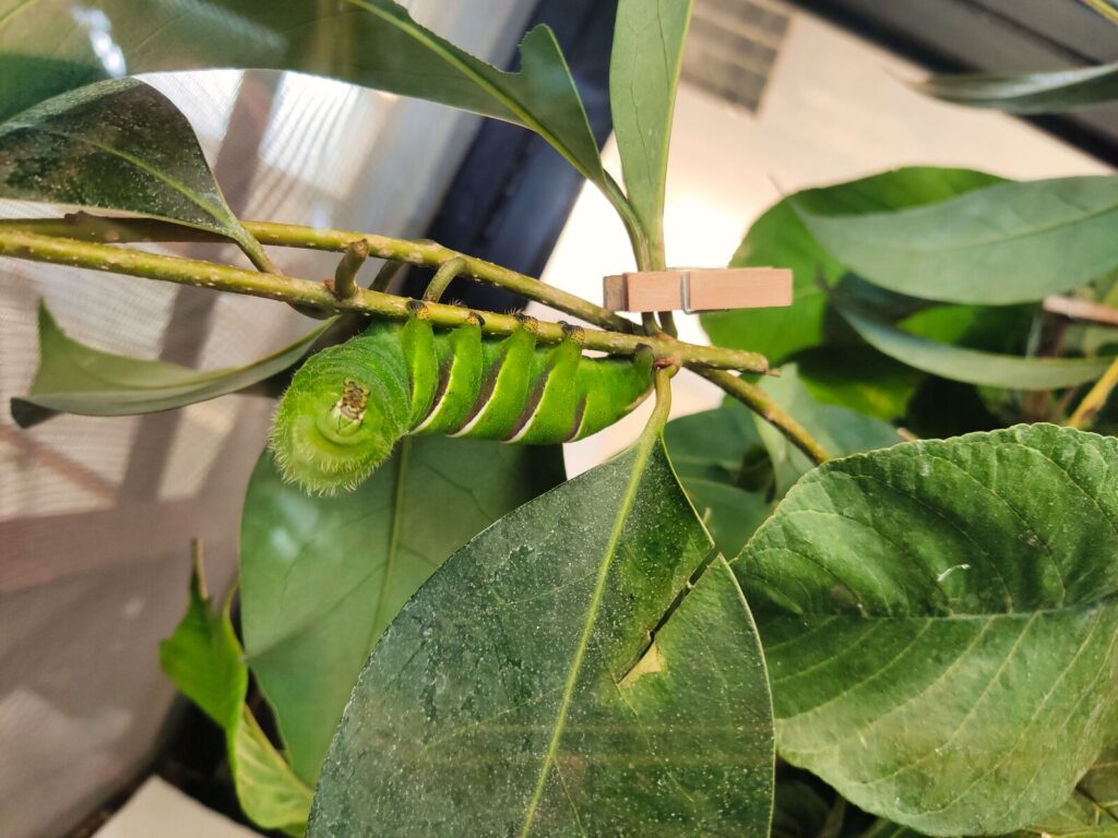 mariposario tenerife tenerife with kids (2)
