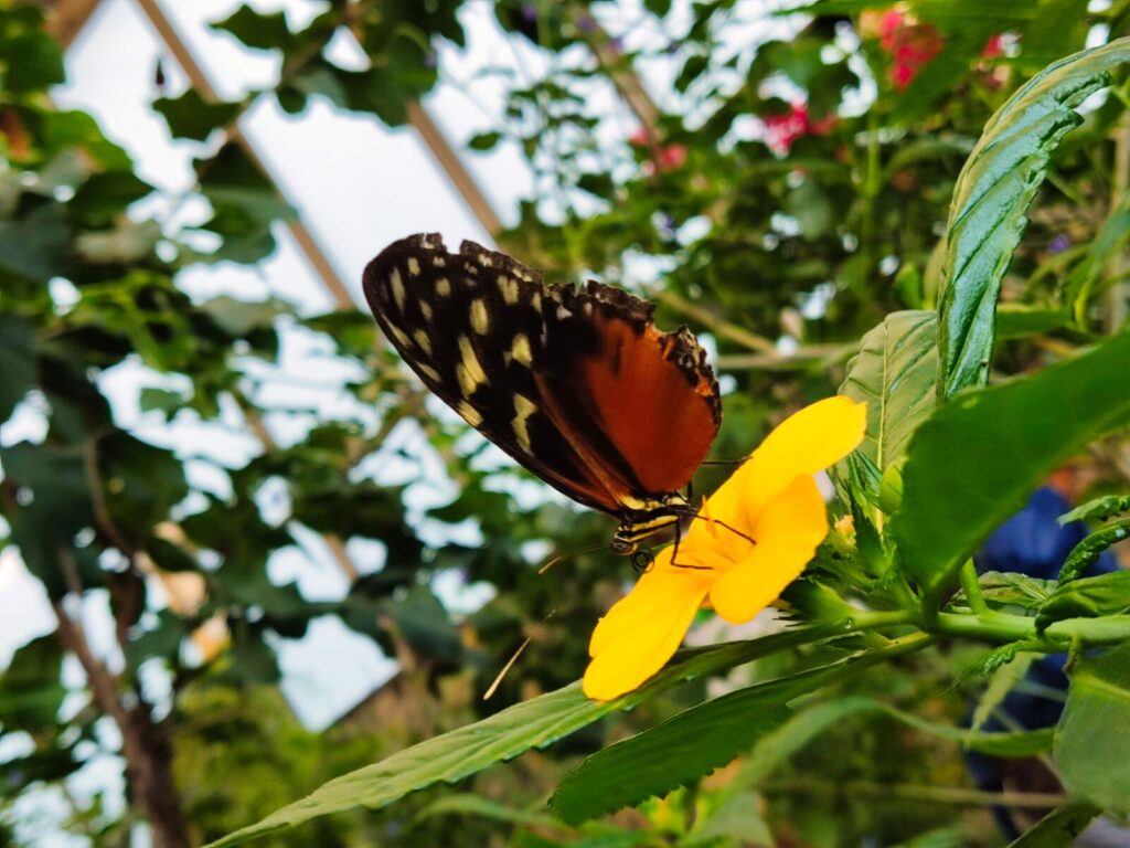 mariposario tenerife tenerife with kids (3)