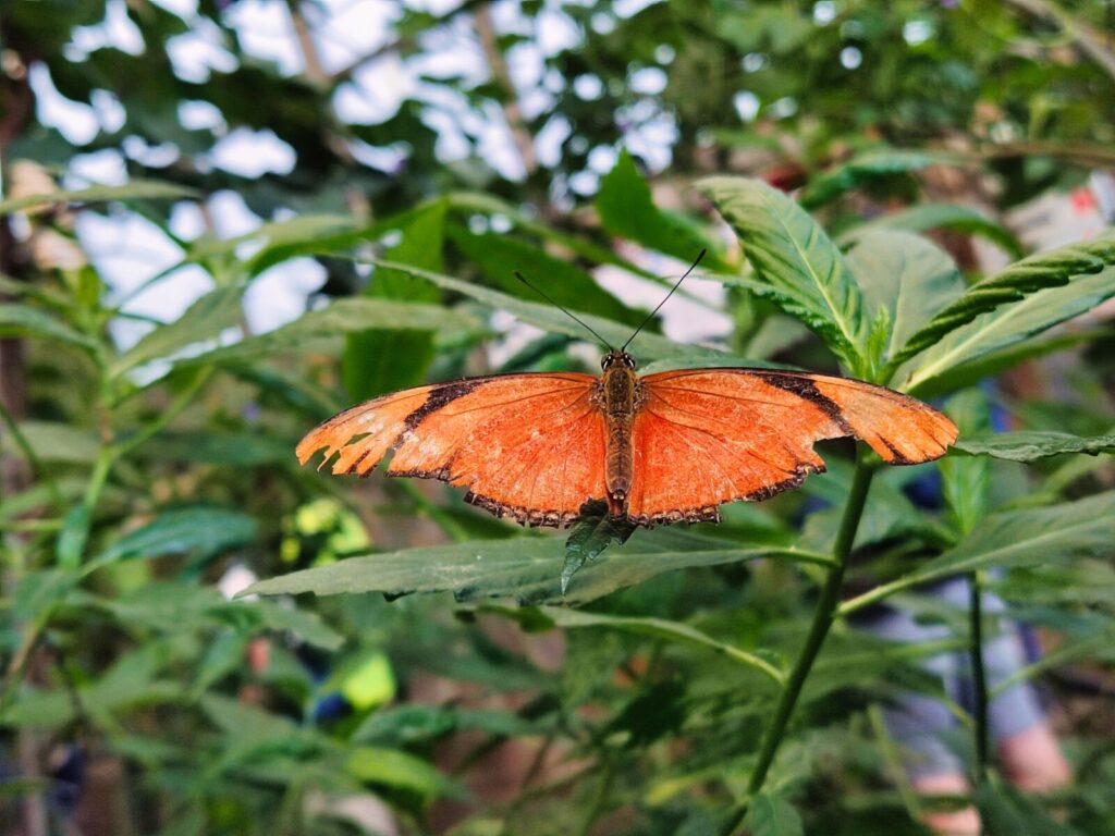 mariposario tenerife tenerife with kids (4)