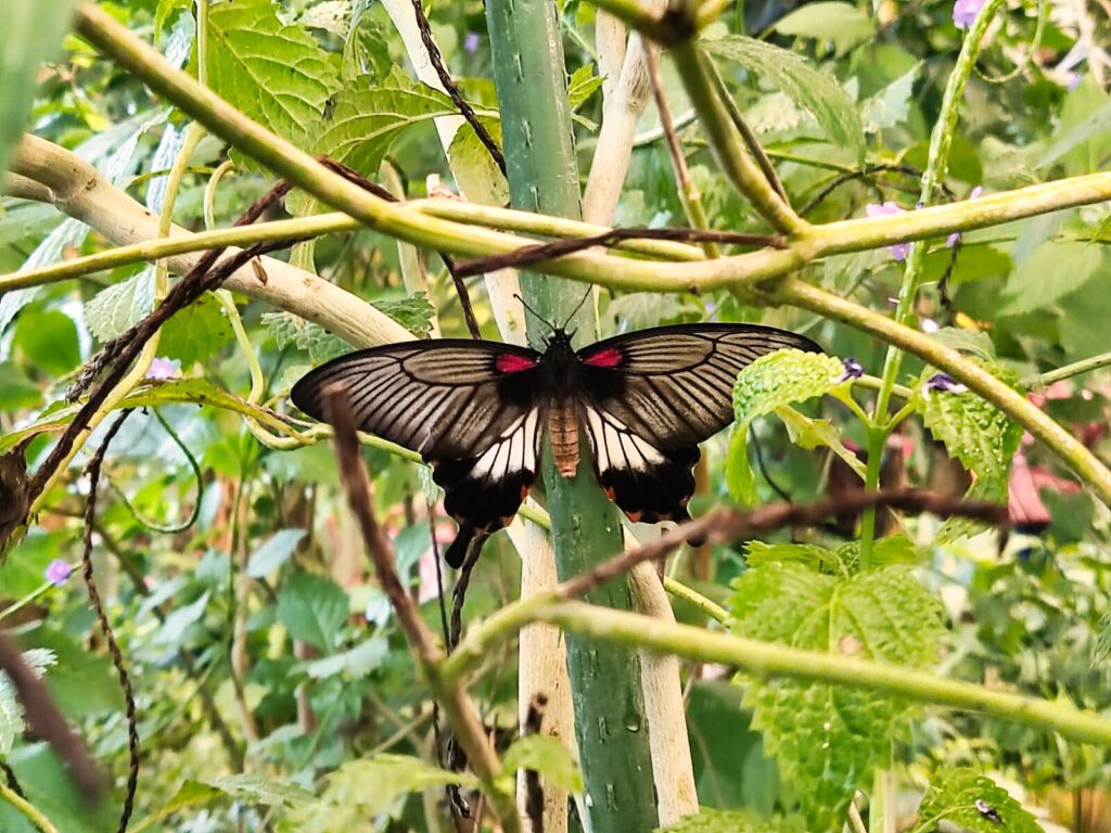 mariposario tenerife tenerife with kids (5)