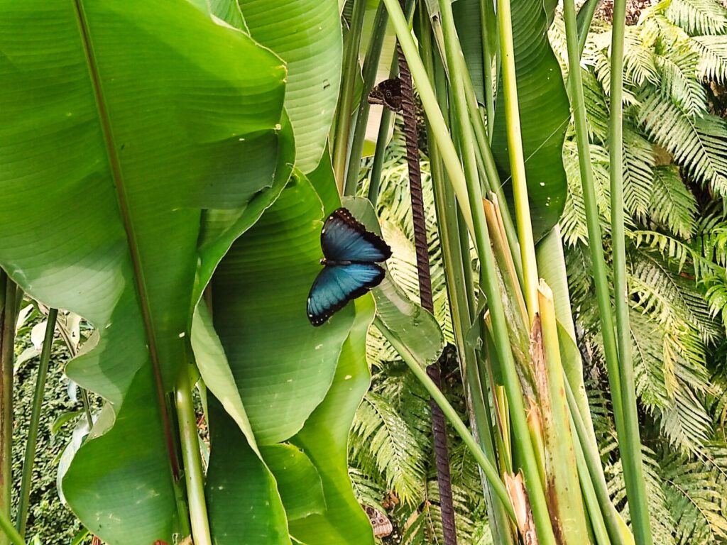 mariposario tenerife tenerife with kids (7)