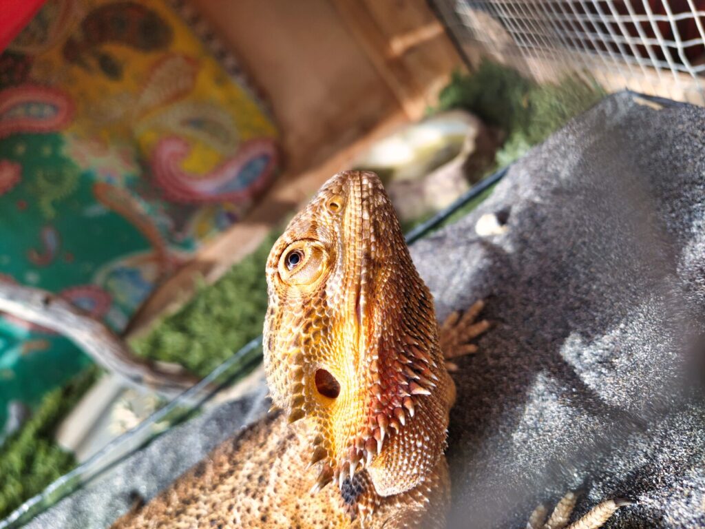 tenerife horse rescue tenerife with kids (1)
