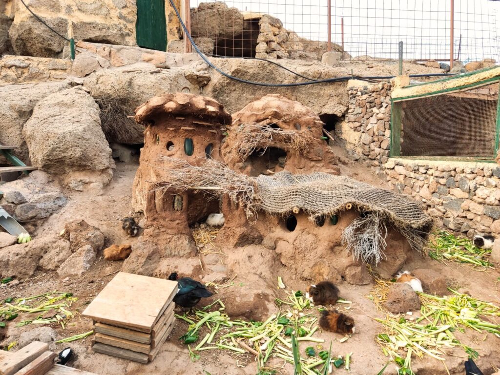 tenerife horse rescue tenerife with kids (10)