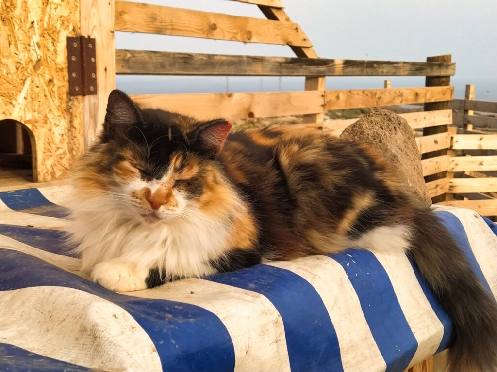tenerife horse rescue tenerife with kids (6)