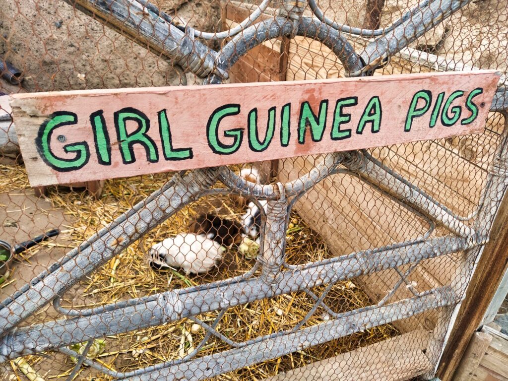 tenerife horse rescue tenerife with kids (7)