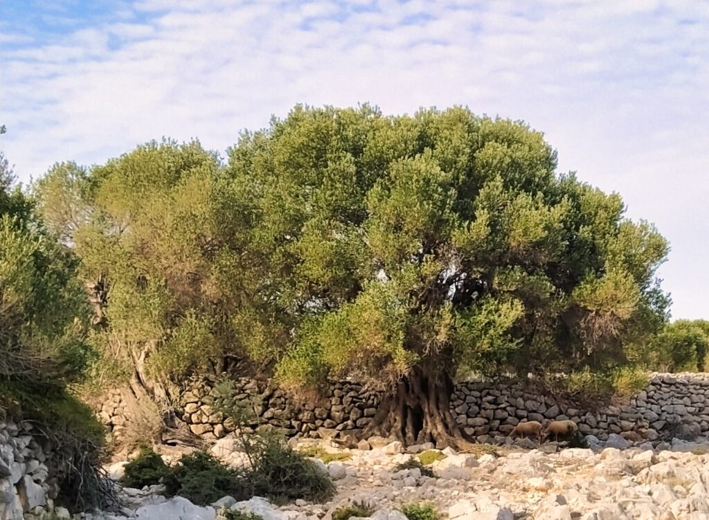 Croatia with kids (174)