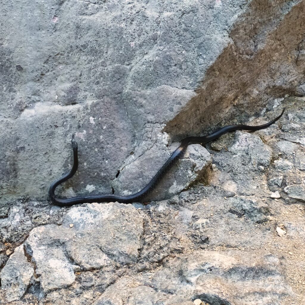 Croatia with kids (38)