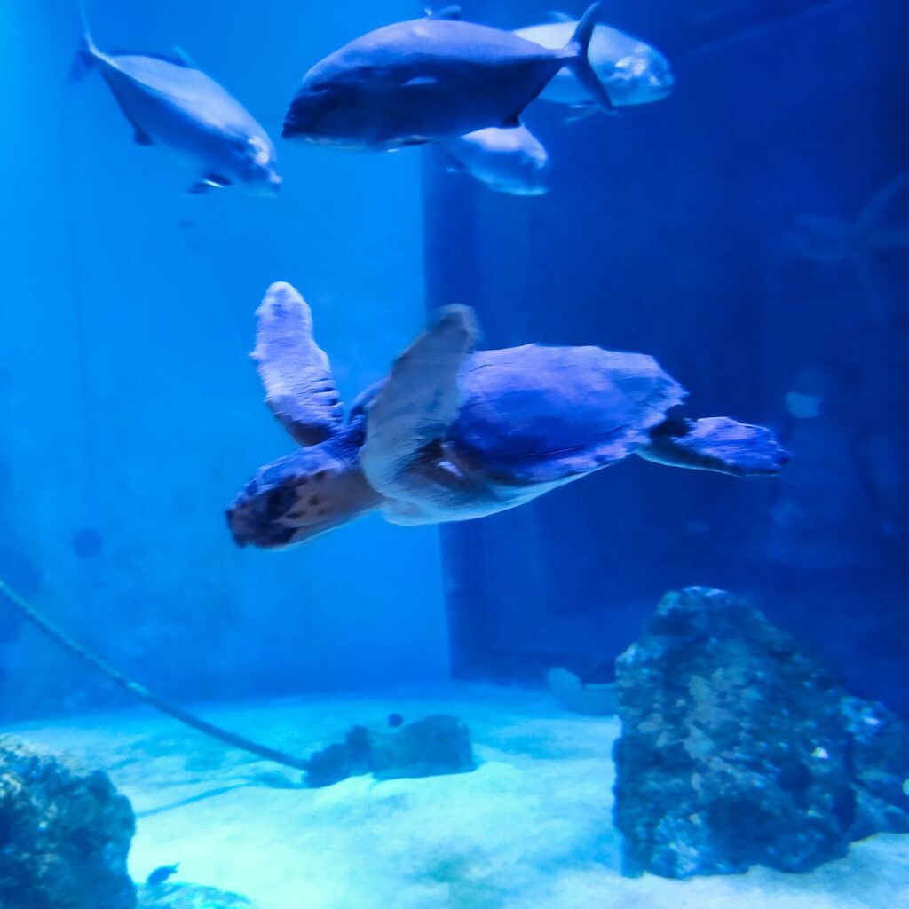 Croatia with kids (78)