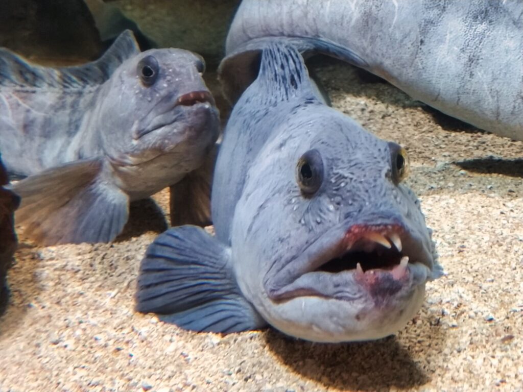 Croatia with kids (95)