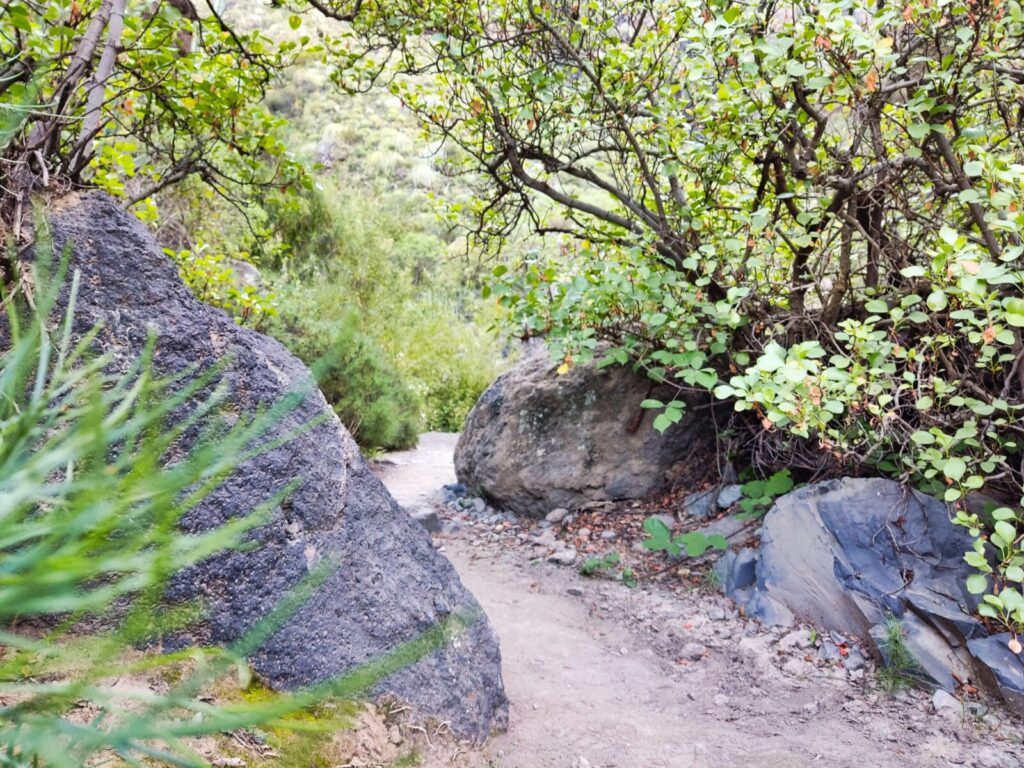 tenerife hiking Barranco del Infierno (6)