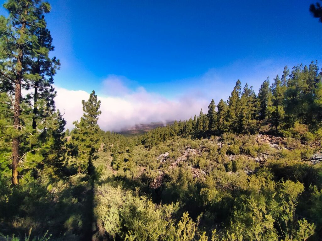 tenerife hiking Mirador Narices del Teide Refugio de Chasogo (17)