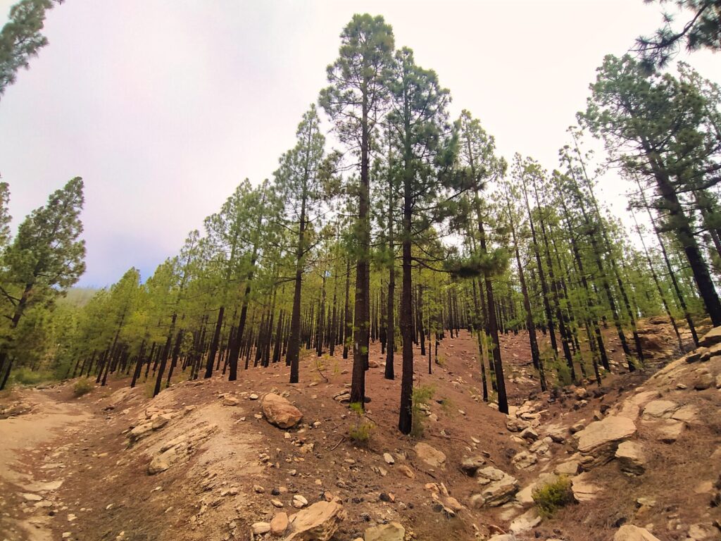 tenerife hiking Mirador Narices del Teide Refugio de Chasogo (3)