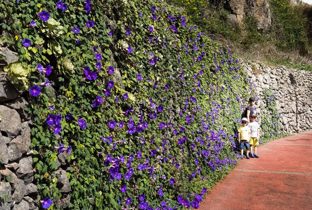 tenerife hiking Roque de Taborno(14)