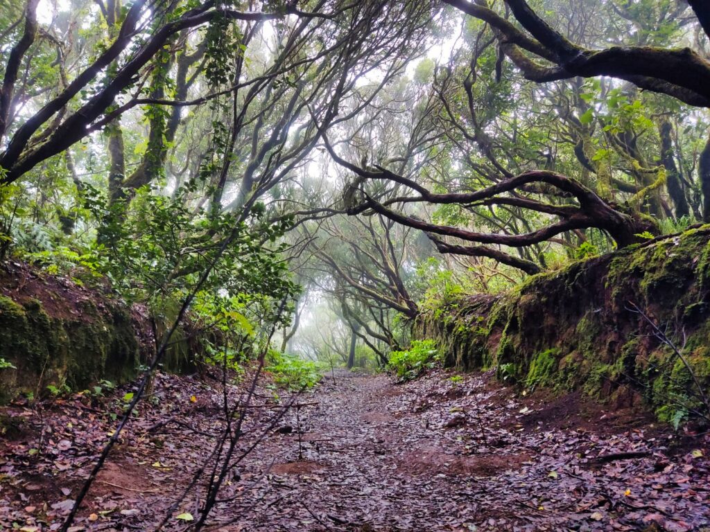 tenerife hiking el Pijaral (1)