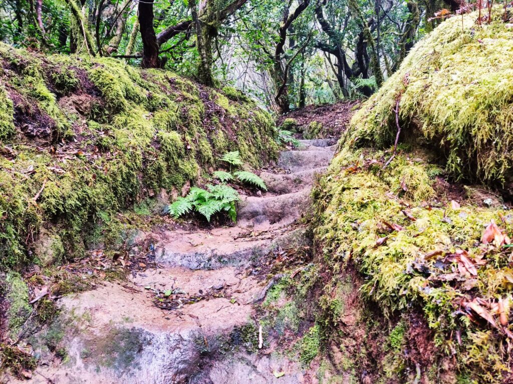 tenerife hiking el Pijaral (10)