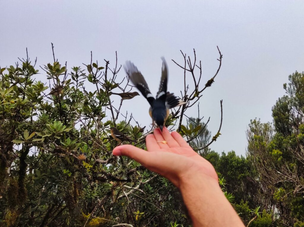 tenerife hiking el Pijaral (7)