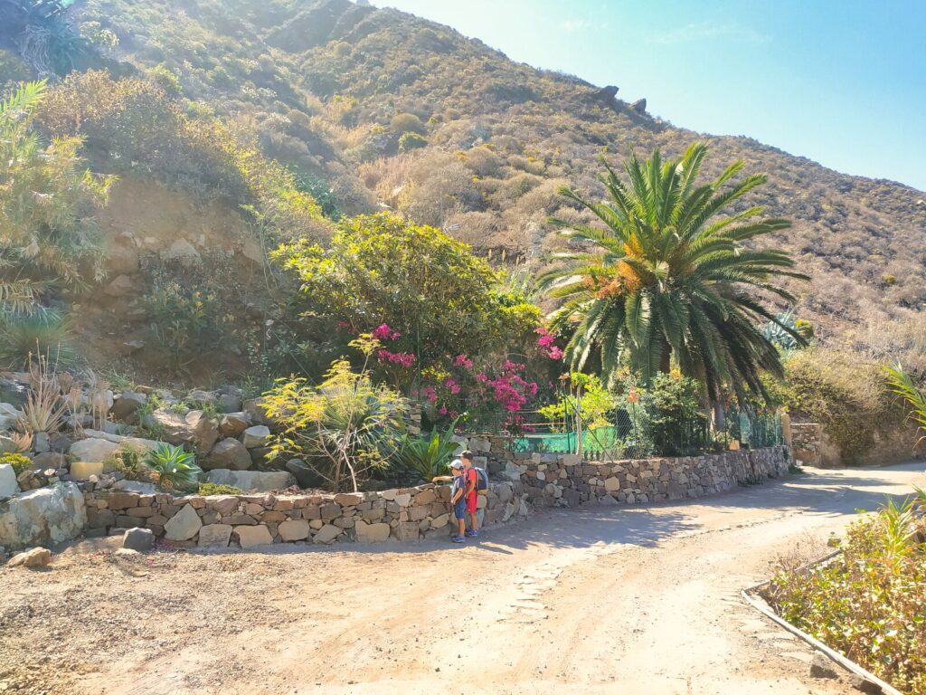 tenerife hiking el dragillo (2)