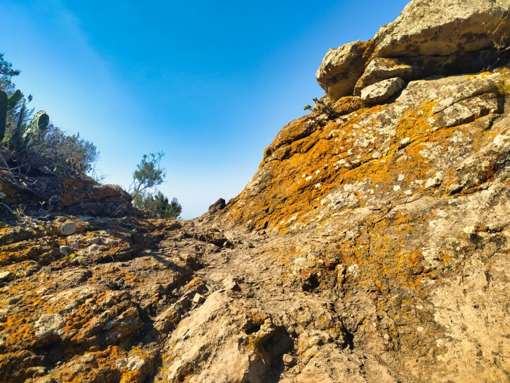 tenerife hiking el dragillo (5)