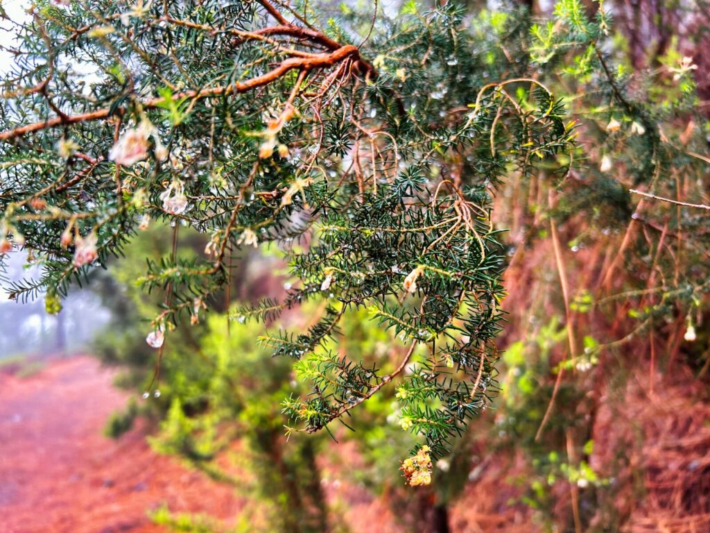 tenerife hiking erjos (1)