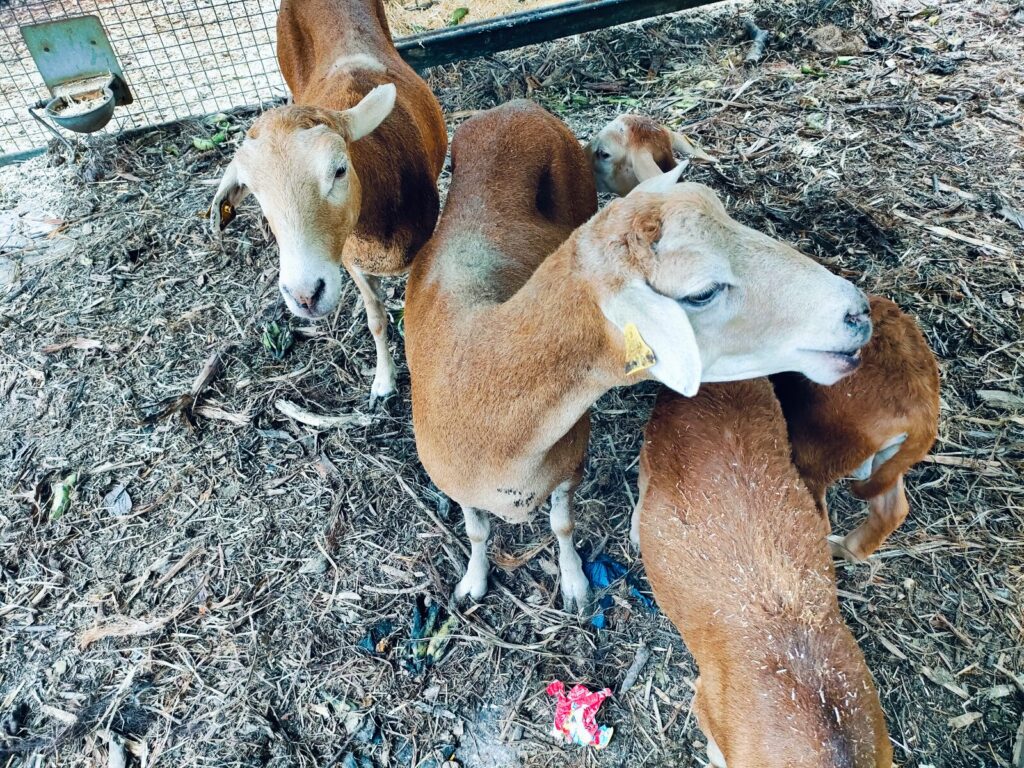 tenerife restaurants