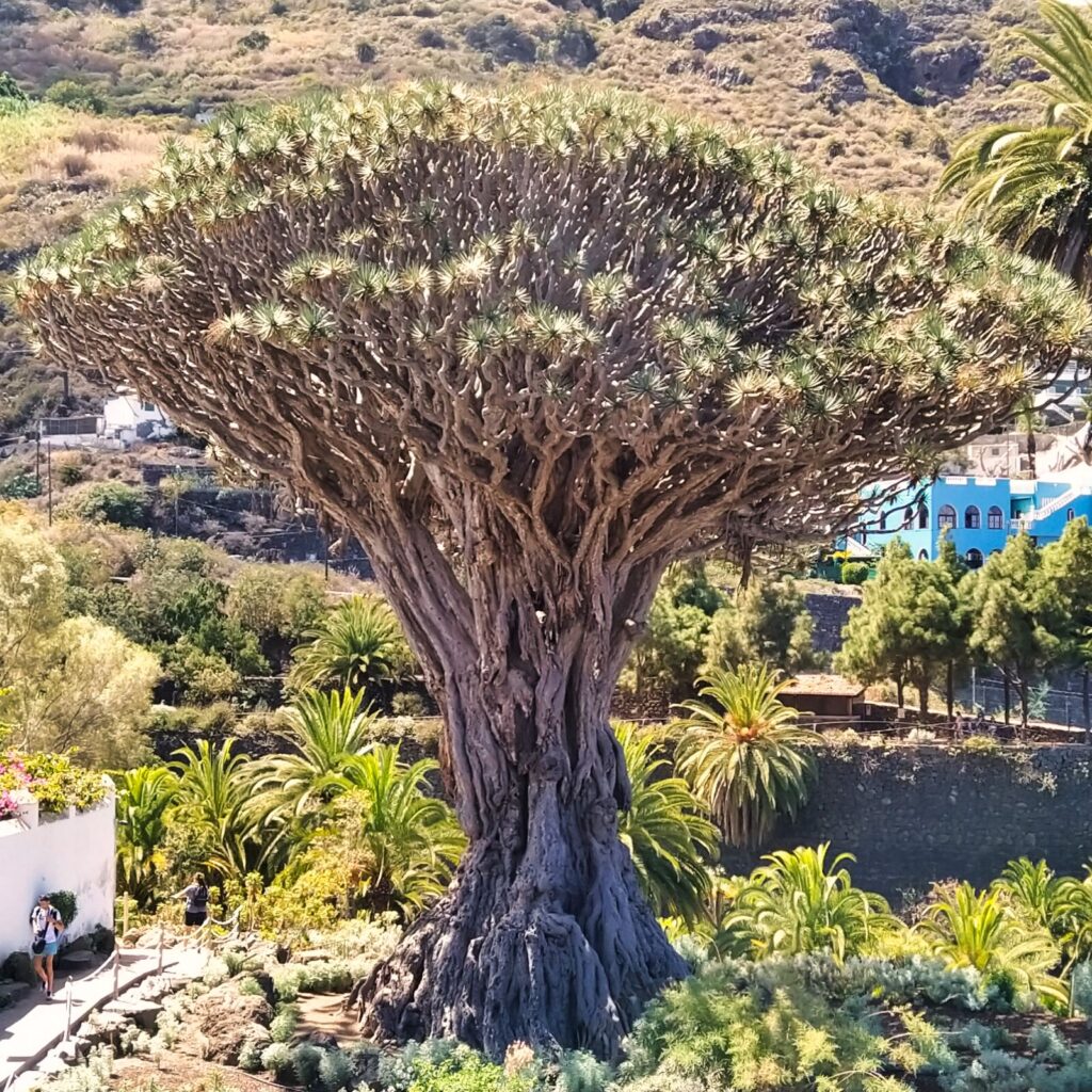 tenerife instagram captions