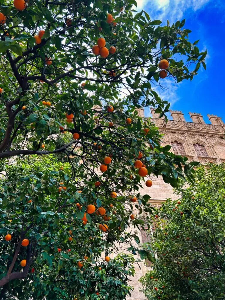 things to do in valencia