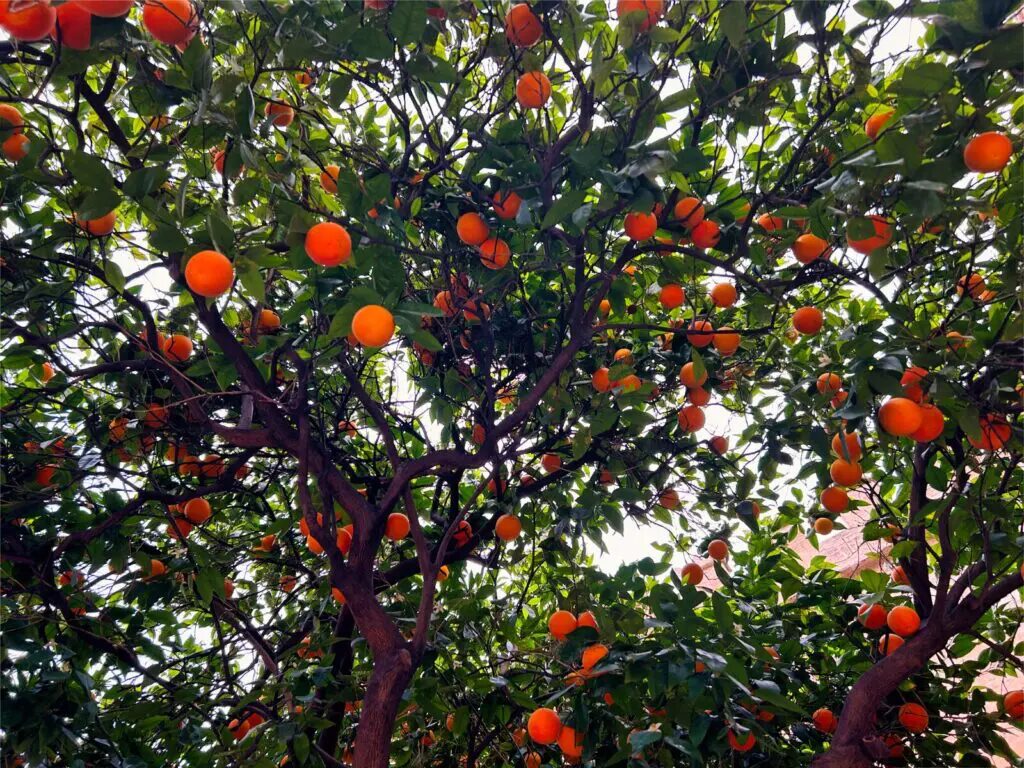 things to do in valencia