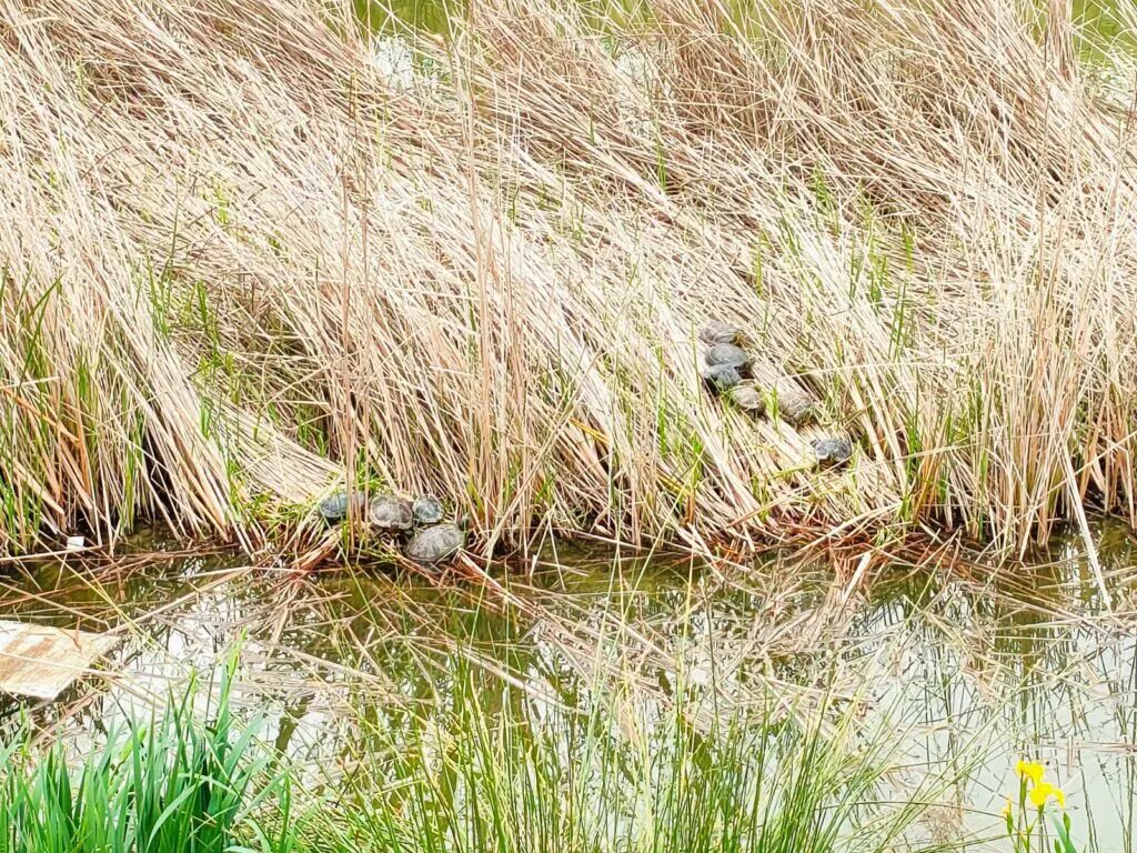 things to do in valencia