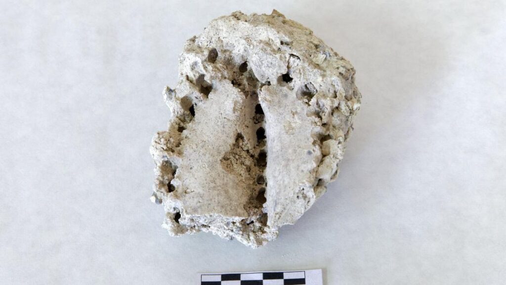 312000 year old fossilised cardon tenerife