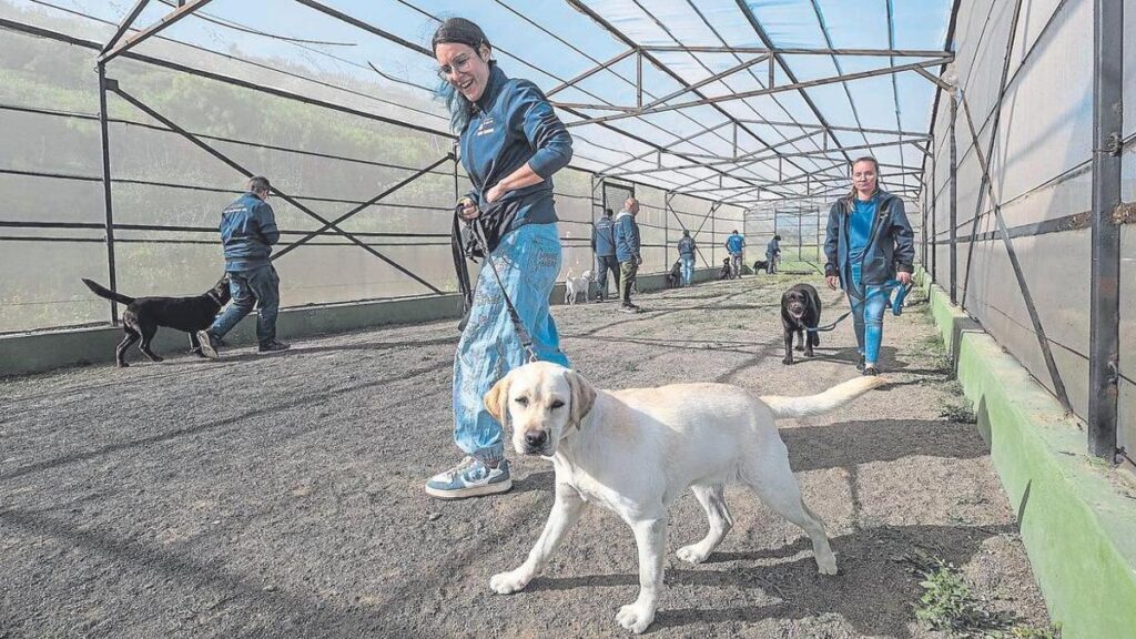 first assistance dog trainers canary islands telde